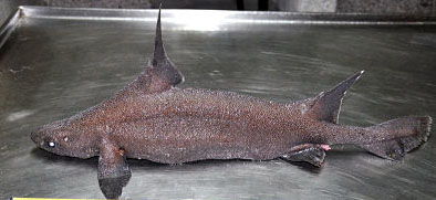 Oxynotus paradoxus_07.jpg
